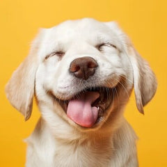 Collection image for: Para perros