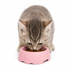 Collection image for: Comederos para gatos