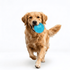Collection image for: Juguetes con chifle para perros