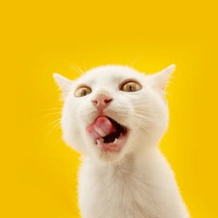Collection image for: Para gatos
