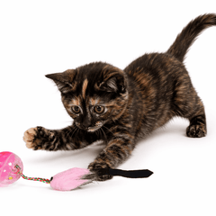 Collection image for: Juguetes con chifle para gatos